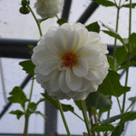 Close up of Boom Boom White Dahlia