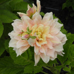 A close-up of a large dahlia flower in soft peach, cream, and pale yellow tones, surrounded by green leaves with water droplets on the petals.