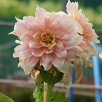 A close-up of a pale pink dahlia flower with layered petals, green leaves, and a blurred garden background.