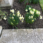 White and yellow daffodil flowers blooming in a garden bed with dark soil, bordered by a stone path in the foreground.