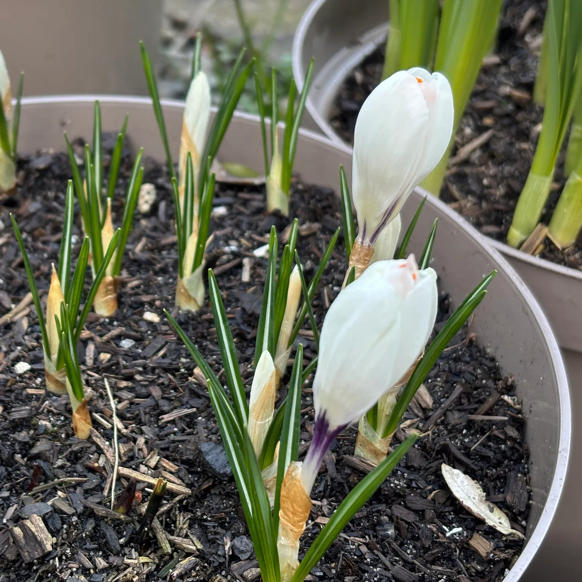 White crocuses with green leaves and purple accents blooming in dark soil inside a beige planter.