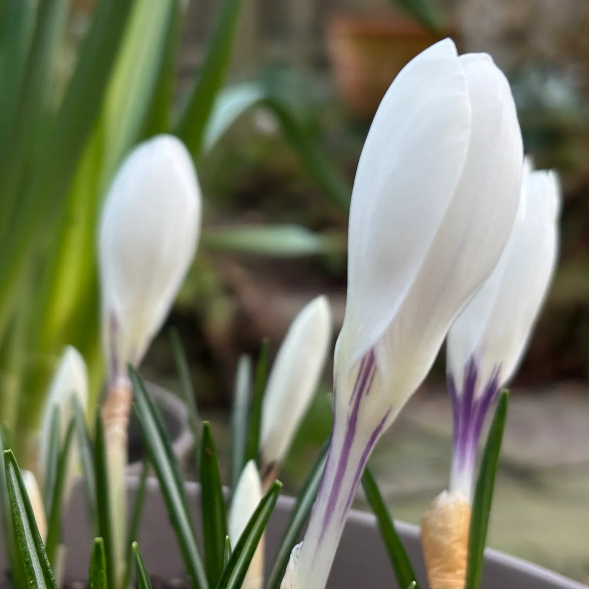 Close up of White Crocus Bud 'Joan of Arc'