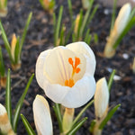 Close up of White Crocus Flower 'Joan of Arc'
