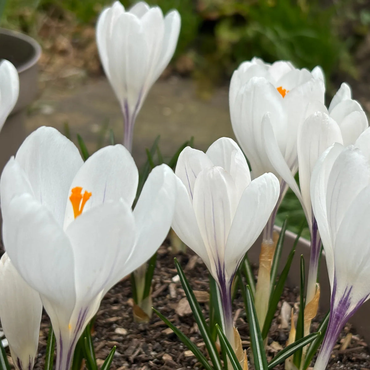 White crocuses with purple veining and bright orange centers blooming in a garden bed.