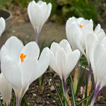 White crocuses with purple veining and bright orange centers blooming in a garden bed.