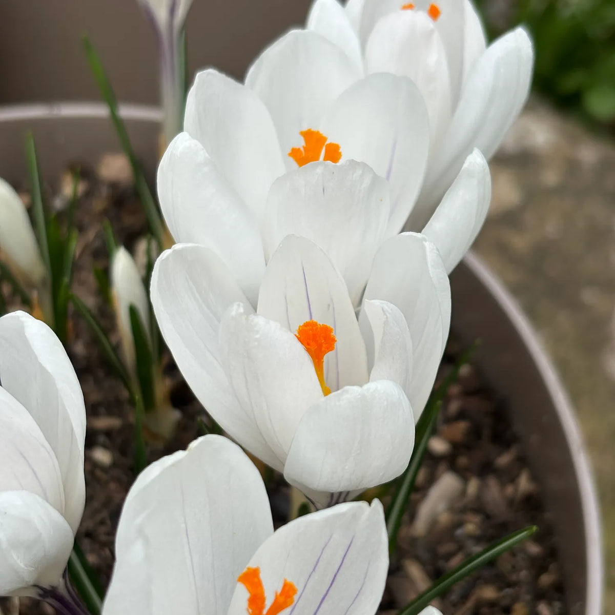 White crocuses with bright orange centers blooming in a pot, shown in a close-up outdoor shot.