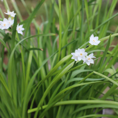 White star-shaped flowers with yellow centres bloom among narrow green grass-like leaves in a garden setting