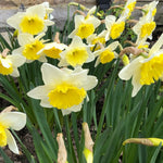 White daffodils with bright yellow trumpets growing in garden border, some buds still emerging from brown papery sheaths