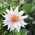 A close-up of a blooming dahlia flower with white petals fading to pink, surrounding a bright yellow-orange center, set against a background of green leaves.