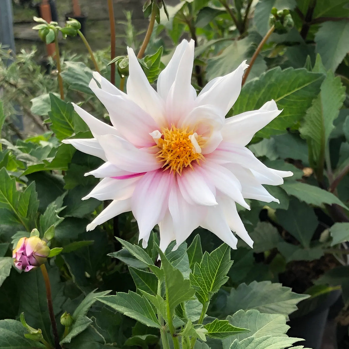 A single dahlia flower in bloom with white petals fading to pale pink at the edges and a bright yellow-orange center, surrounded by green leaves in a garden setting.