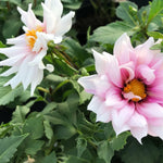 Pink and white dahlias with yellow-orange centers surrounded by green foliage.