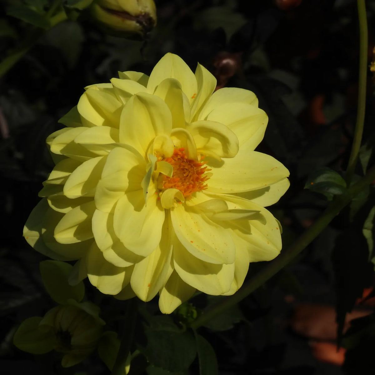 A close-up of a pale yellow dahlia flower with a bright orange-yellow center, surrounded by dark green foliage in natural sunlight.