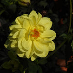 A close-up of a pale yellow dahlia flower with a bright orange-yellow center, surrounded by dark green foliage in natural sunlight.