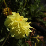 A close-up of a pale yellow dahlia flower in full bloom, surrounded by dark green foliage in a garden setting.