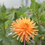 A close-up of a blooming orange dahlia flower with layered petals, surrounded by green leaves in a garden setting.