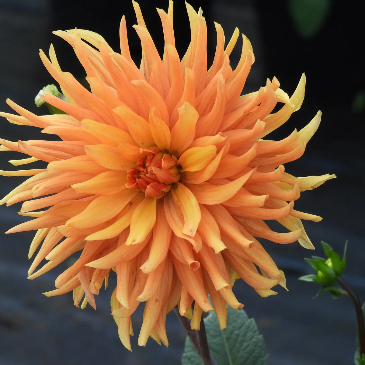 A close-up of a large orange dahlia flower with many narrow petals radiating outward, shown against a dark blurred background with a small green bud and leaf visible at the lower right.