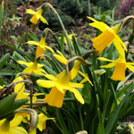 Bright yellow daffodils with long green leaves blooming in a garden setting.