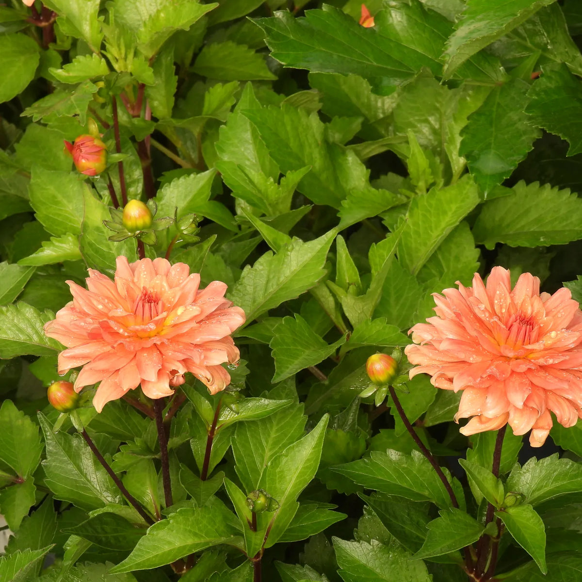 Two peach-orange dahlia flowers with green leaves and small buds, photographed close up in a garden-like setting.