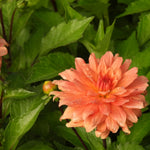 A close-up of a peach-orange dahlia flower with dew drops, surrounded by lush green foliage.