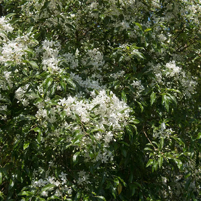 Hoheria-Sexstylosa Snow White evergreen tree in flower