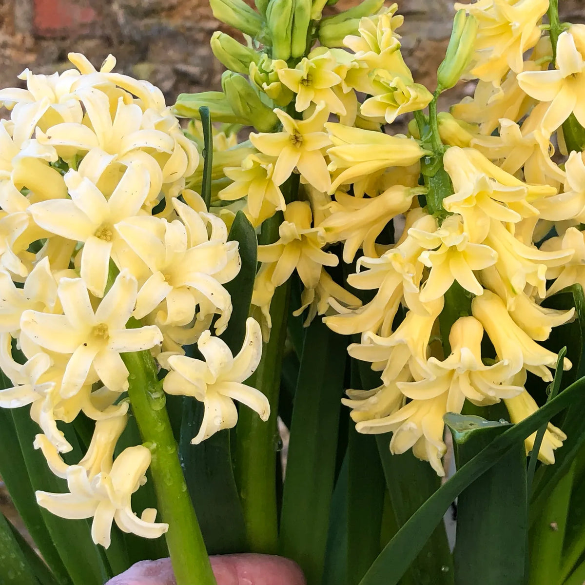 Dense clusters of pale yellow hyacinth flowers with curved petals and dark green strap-like leaves