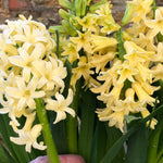 Dense clusters of pale yellow hyacinth flowers with curved petals and dark green strap-like leaves
