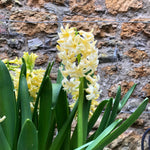 Pale yellow hyacinth flowers with densely packed star-shaped blooms on green stems, growing against weathered stone wall