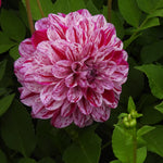 Close up of Ida Mae pink speckled dahlia flower