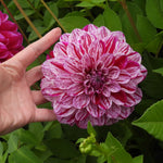 Hand holding large striped Pale Pink & Purple dahlia flower