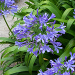 Close up of Lapis Lazuli Agapanthus Flower