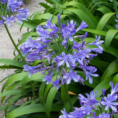 Close up of Lapis Lazuli Agapanthus Flower