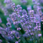 Little Lady Lavender Flowers