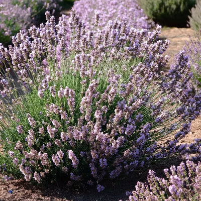 Mature Pink Lavender Shrub - Miss Katherine