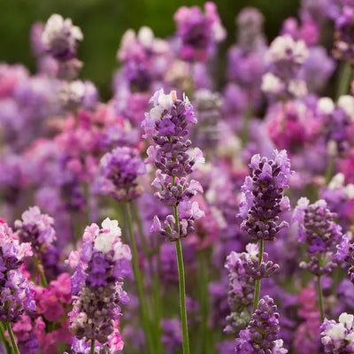 Pink Lavender Flowers - Lavendula Miss Katherine