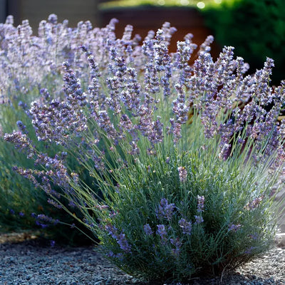Little Lady Mature Lavender Plant