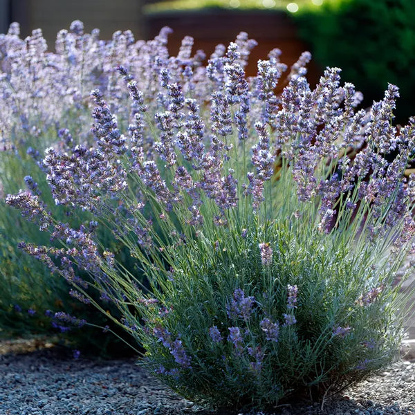 Lavender Little Lady – Compact Dwarf English Lavender