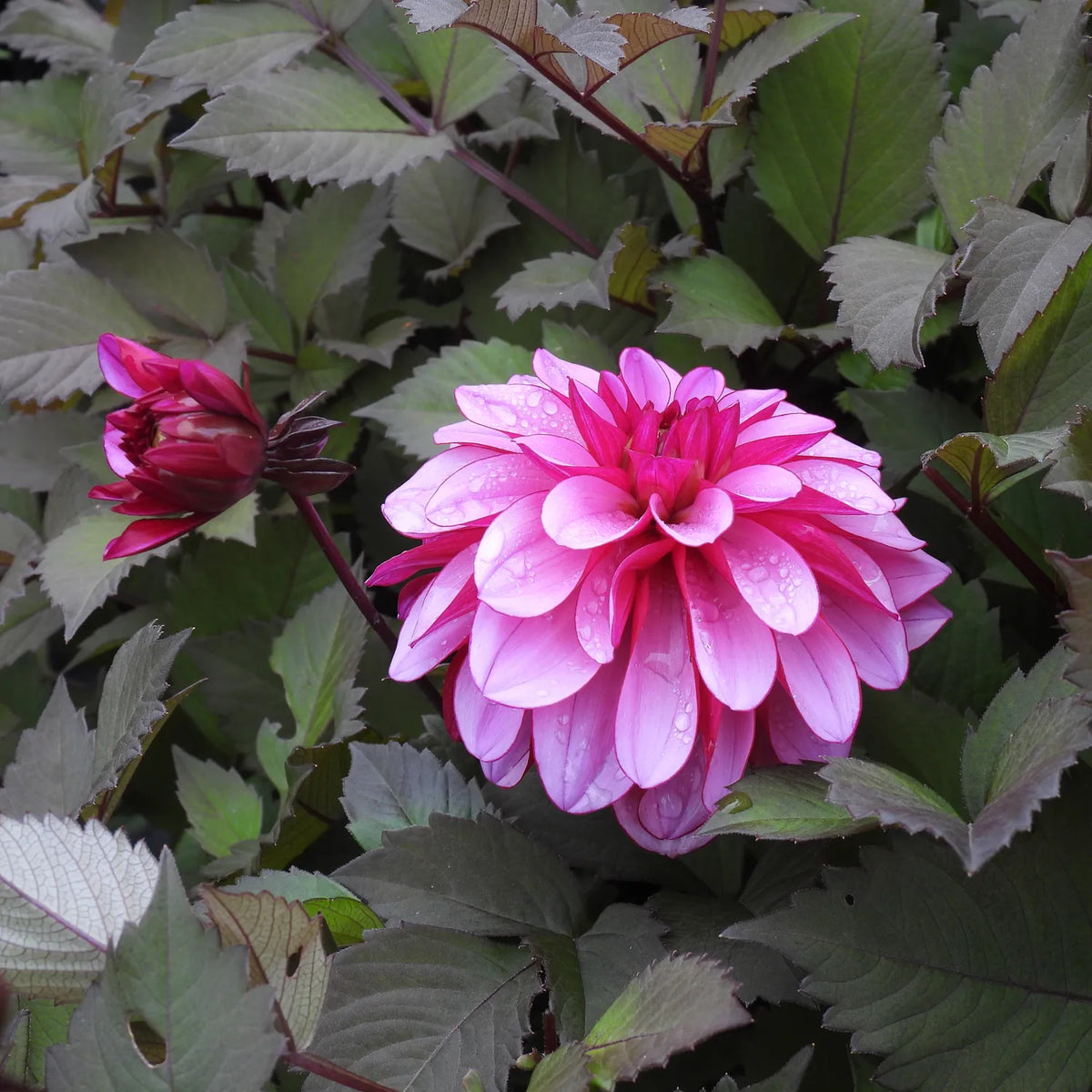 Close up of Melissa Anna Marijke Dahlia flower and flower bud