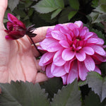 Hand holding pink dahlia flower - Melissa Anna Marijke