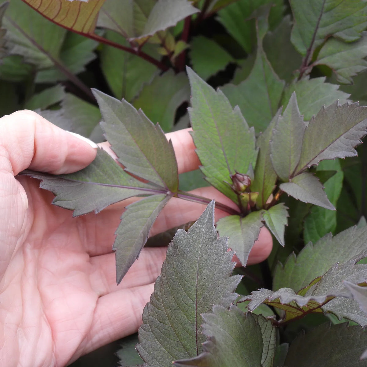 Close up of Melissa Anna Marijke Dahlia Leaves