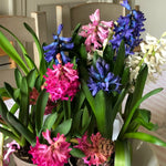 A potted mixed bouquet of blooming hyacinth flowers in shades of pink, purple, blue, and white, with lush green leaves, shown in a home setting.