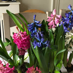 A potted cluster of hyacinth flowers in shades of pink, blue, and white, growing in a dark soil pot with long green leaves in an indoor setting.