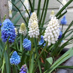 A close-up of a cluster of grape hyacinth flowers blooming in a garden bed, featuring tall spikes of blue, white, and pale yellow blossoms with long green leaves.