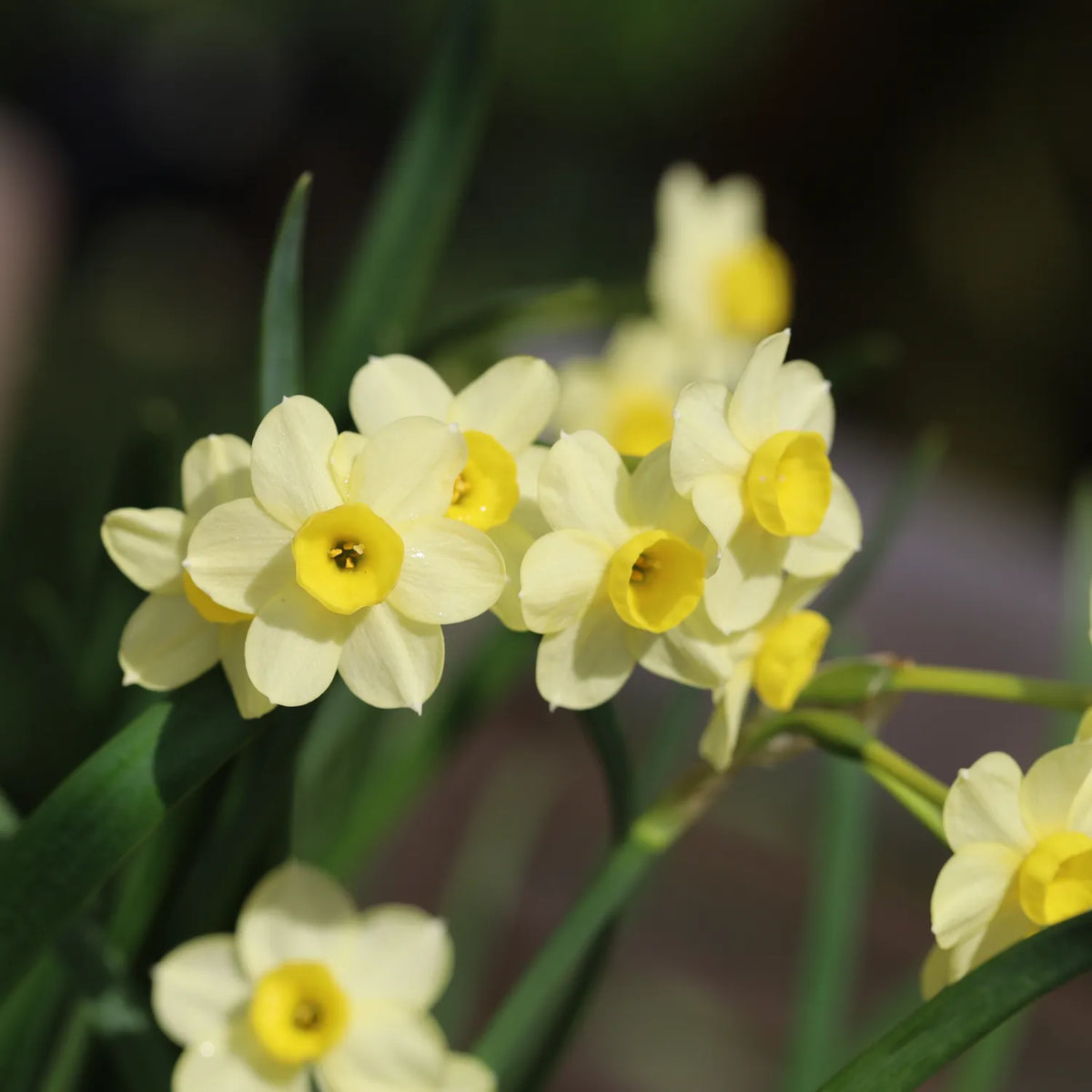 Pale yellow Daffodil Flowers with bright yellow centres with blurred background