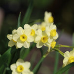 Pale yellow Daffodil Flowers with bright yellow centres with blurred background