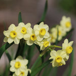 Close up of Minnow Narcissus Flowers