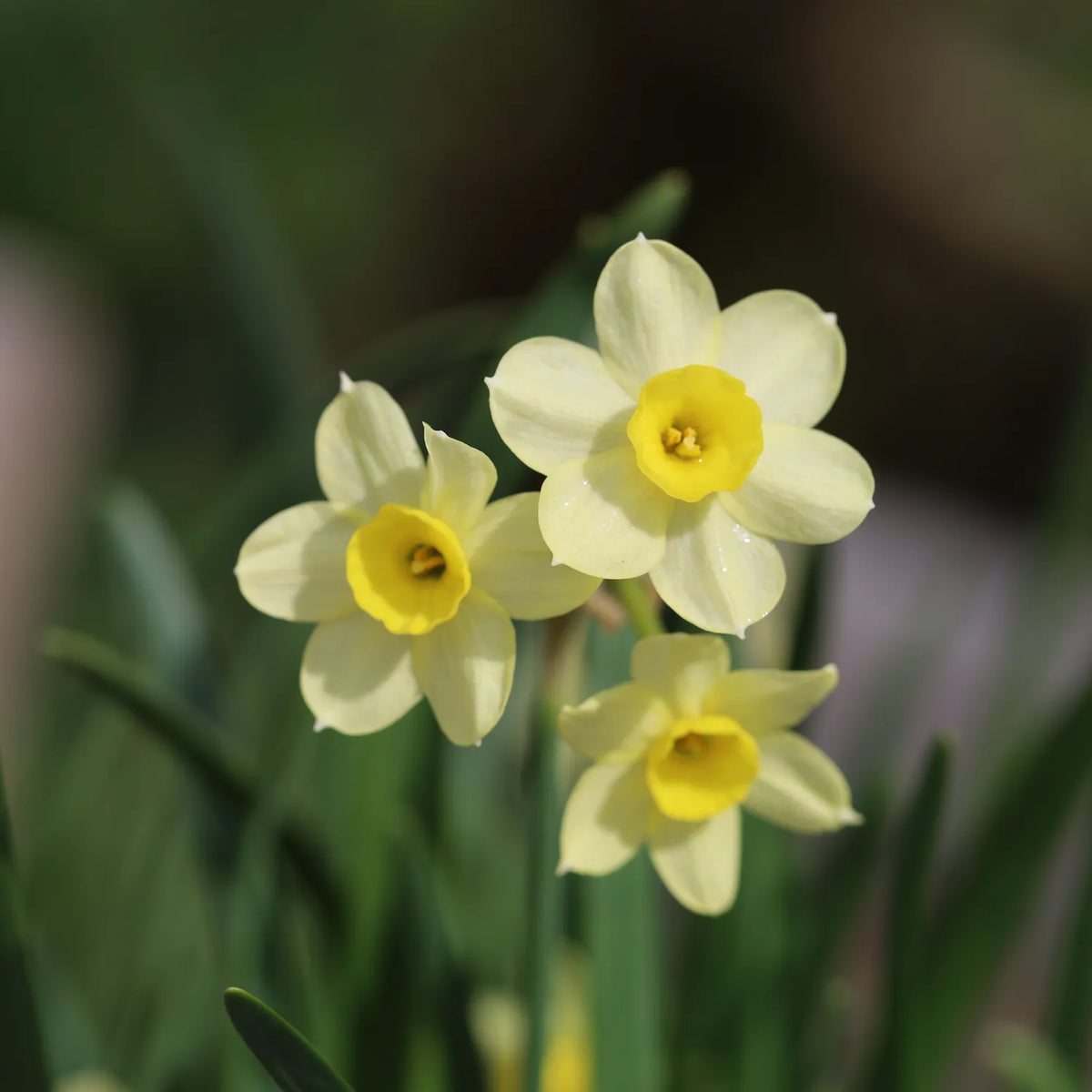 Close up of Minnow Daffodil Flowers