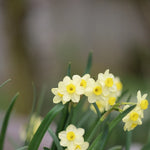Pale yellow Daffodil Flowers with bright yellow centres