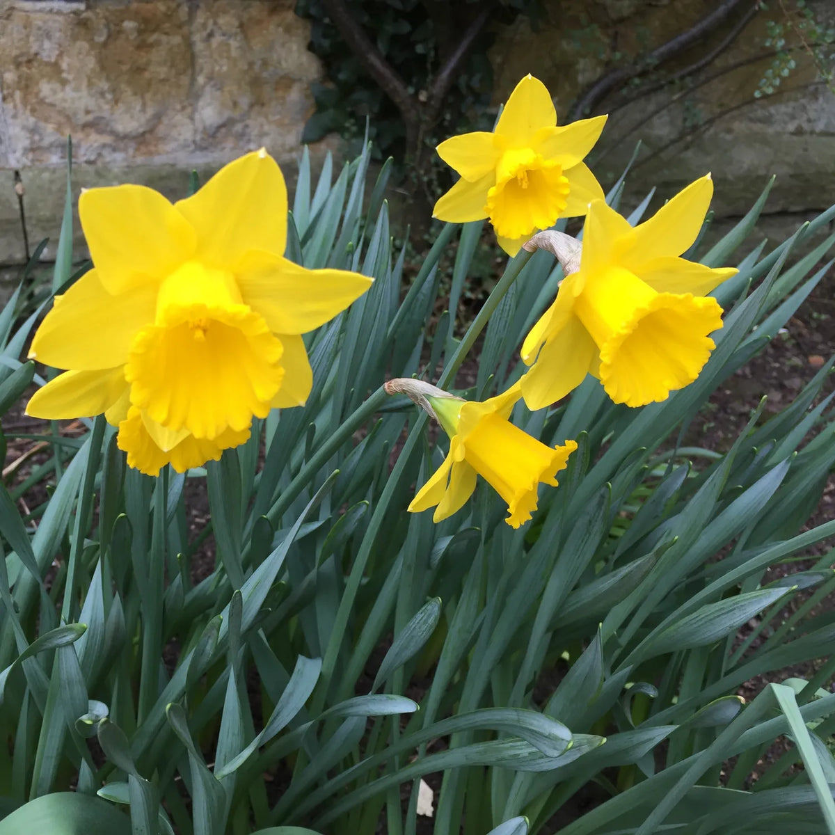 Three bright yellow King Alfred daffodil flowers with long green leaves growing in a garden bed, with a stone wall and dark soil in the background.