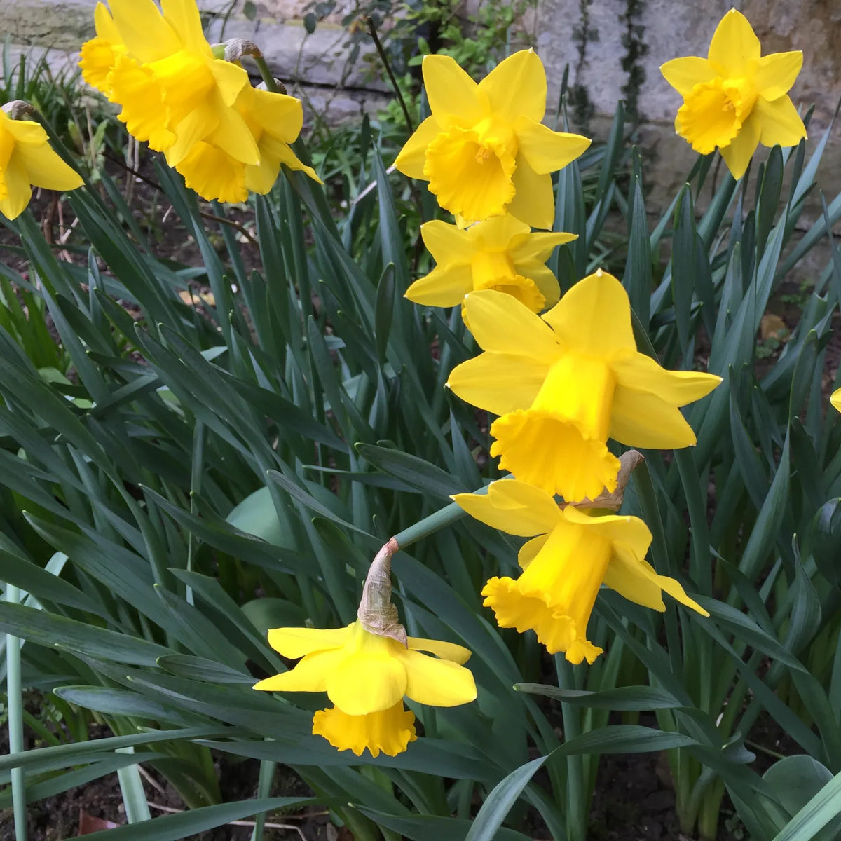 Clump of yellow trumpet daffodils in flower in a garden border beside a stone wall, with blue-green strap leaves