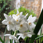 White daffodils with orange stamens clustered together, surrounded by long green strap-like leaves in bright sunlight